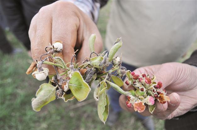 Frost adds to farmers’ pains after dry winter