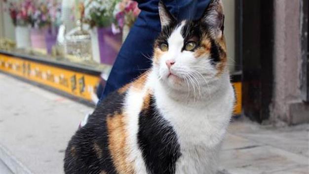 Stray cat on the run after sparking legal battle in sleepy Turkish town