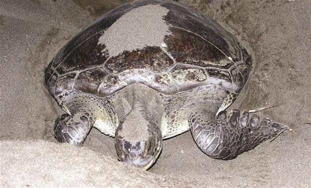 Caretta carettas under protection on Turkish coasts
