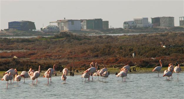Ministry to privatize flamingo haven of Gediz Delta salt marshes