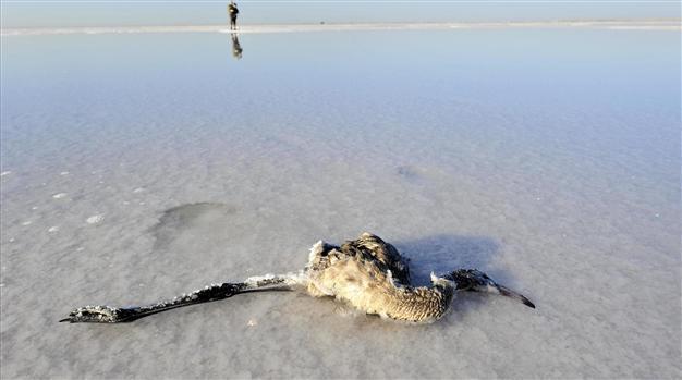 Water evaporates, flamingos die in Tuz Lake