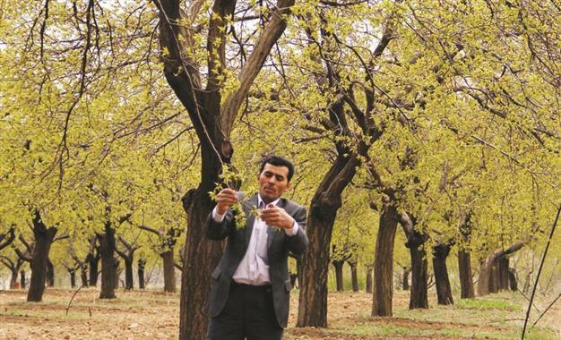 Frost-hit apricot and hazelnut prices on rise