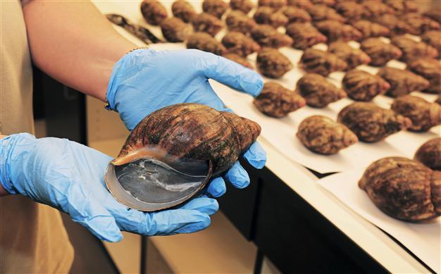 Giant African snails seized at Los Angeles airport