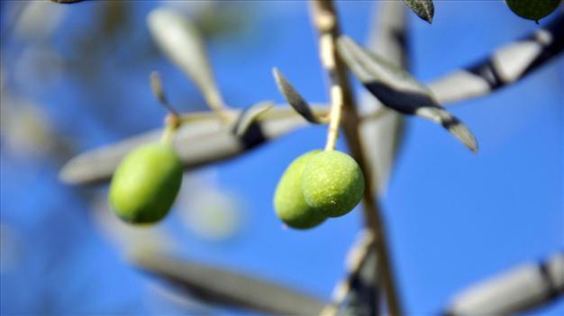 Olive grove destruction bill needed for nuclear plant construction: Energy Ministry