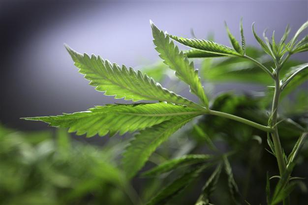New York Times calls for marijuana legalization