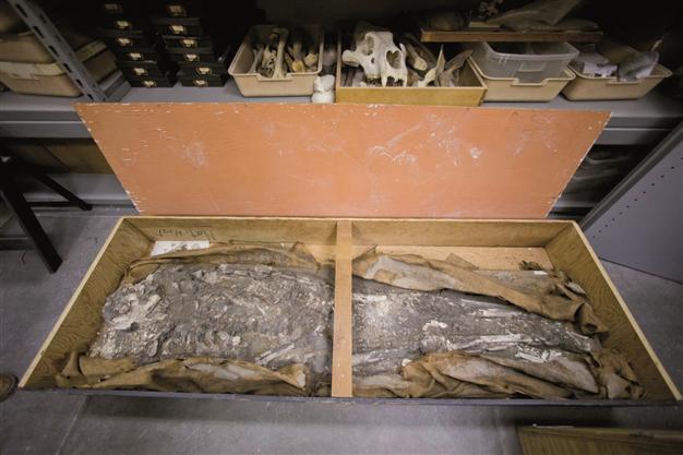Human skeleton found in museum storage