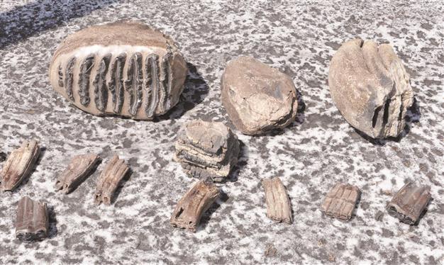 Mammoth fossils from 2 mln years ago