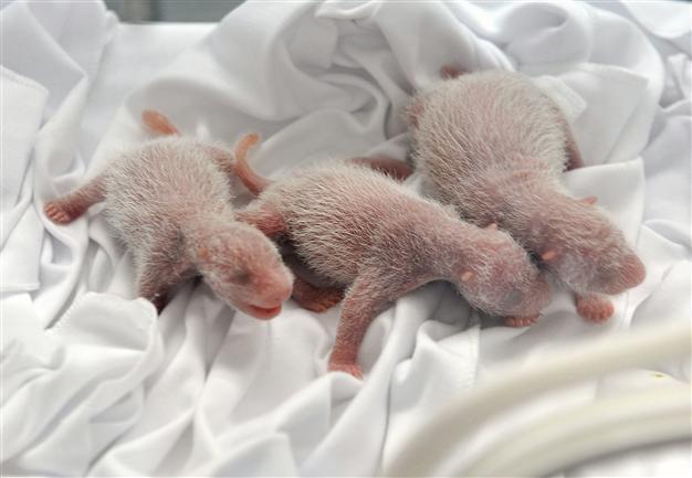 Chinese zoo unveils worlds first surviving panda triplets