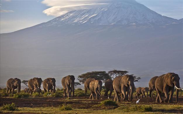 Wildlife WikiLeaks targets Africa poaching elite