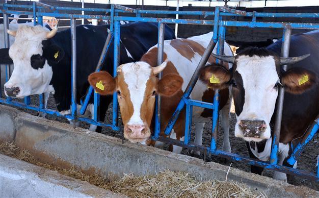 Russia allows dairy imports from Turkish firms after Western food ban