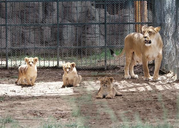 Lion cubs cuties Erciyes, Lifos and Tekir named by people’s votes