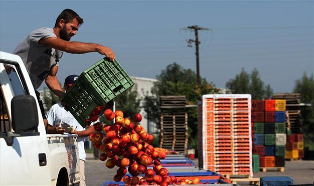 EU announces aid to growers hit by Russian embargo