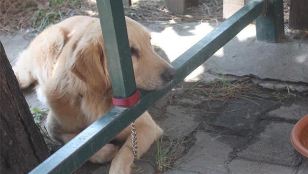 Dog taken into custody upon neighbor’s complaint