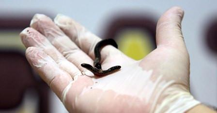 Two-headed snake under quarantine in Antalya