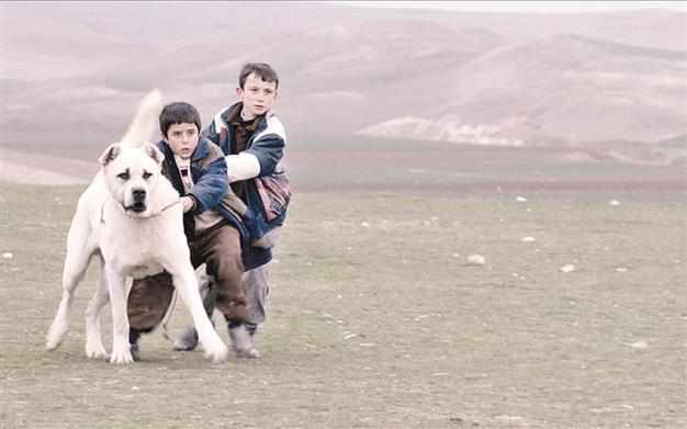 Two paws up for dogs in Turkish cinema