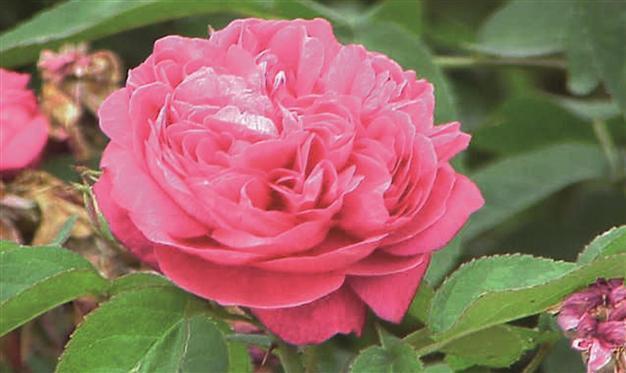Taste of the rose