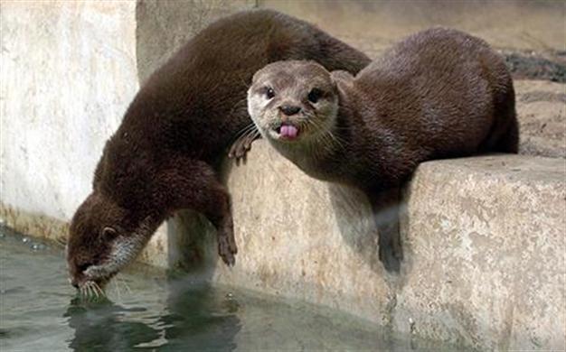 Locals come to the rescue of sea otters halting unlawful hydro plant construction