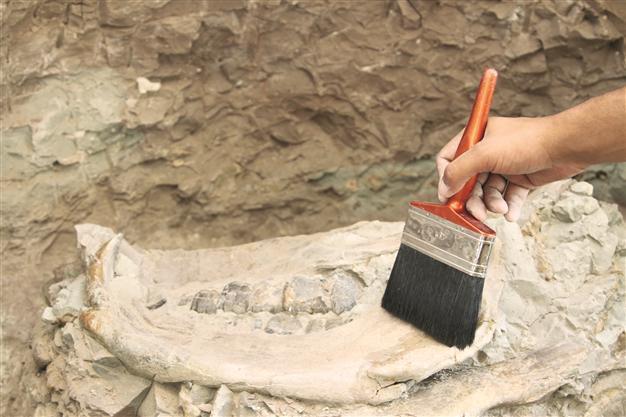 Sea otter fossil found in Çankırı