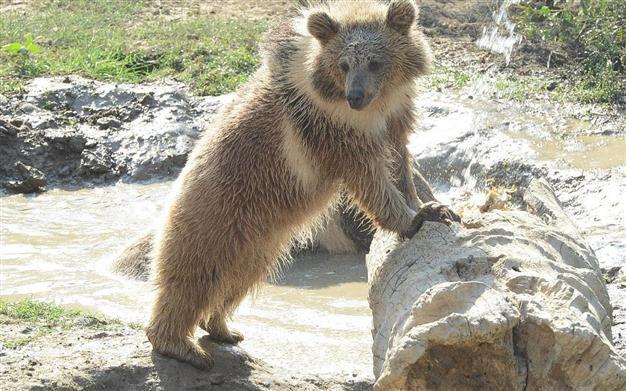 Villagers declare war against ‘smart’ bears, ask for increased hunting quota