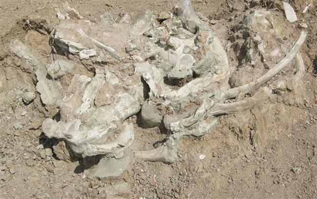 Fossil of largest known land mammal uncovered in Çorum
