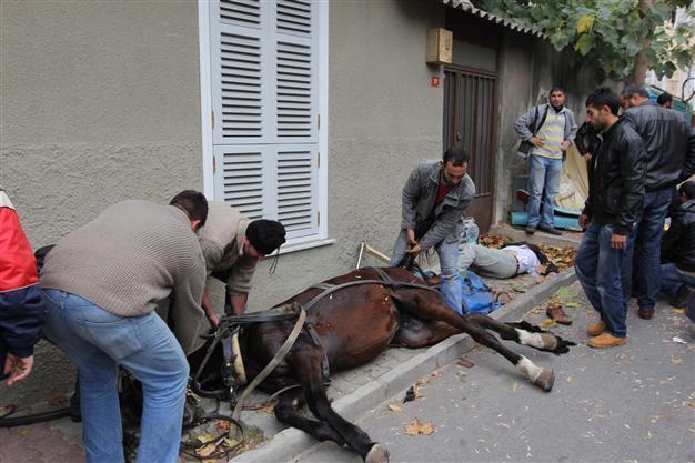 Animal rights activists launch campaign against use of coach horses on Princes islands