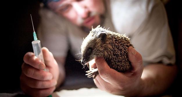 In Poland, hedgehogs find a saviour