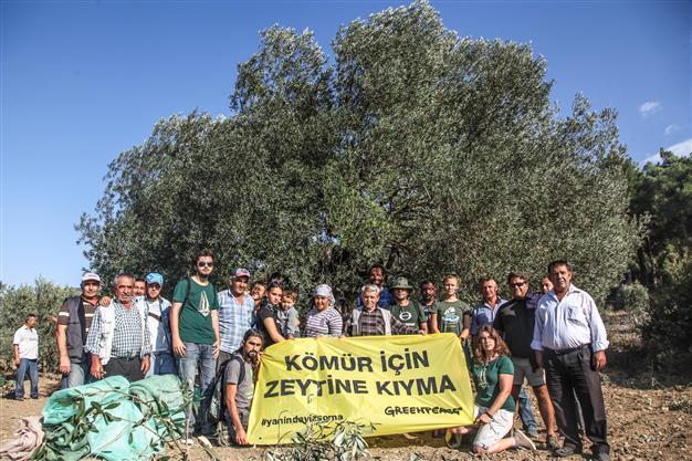 Soma locals on duty against cutting olive groves