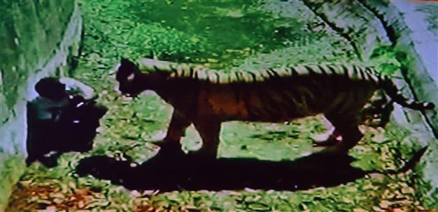 White tiger kills youth at New Delhi zoo