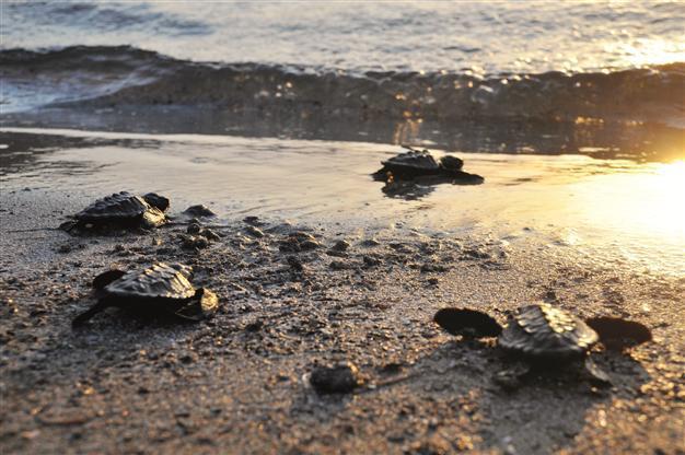 Baby loggerhead turtles take the ‘big dive’ at their Mediterranean safe haven
