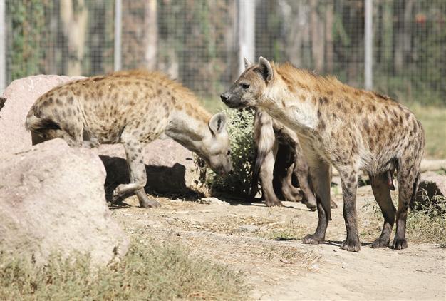 Species of Amazon to find home in İzmir park