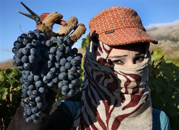 Syrians, Lebanese produce wine in ferment of war