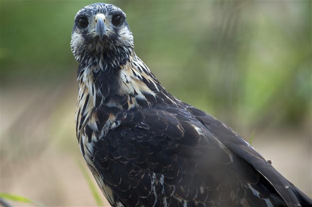 UN biodiversity meet warns of unmet targets