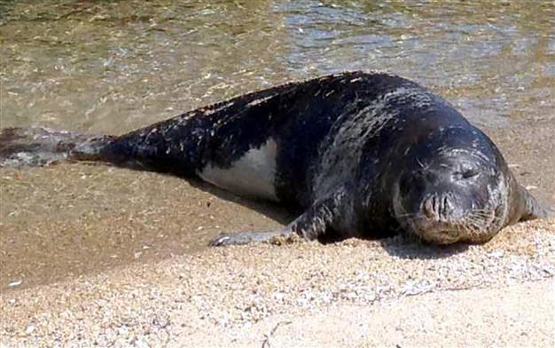Coal plant project in western Turkish coast threatens seals and sea turtles