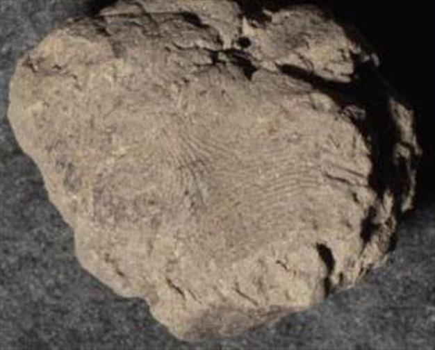 Ancient fingerprint found in Çatalhöyük