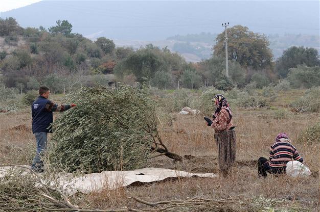 Turkish villagers in bitter harvest from chopped olive trees
