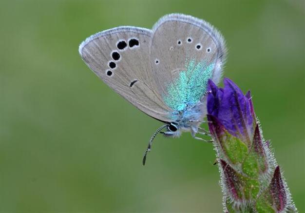 Southern Turkey butterfly thought extinct reappears after 20 years