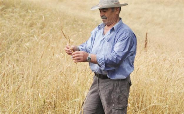 Farmer leaves wheat on field to bring wild birds back