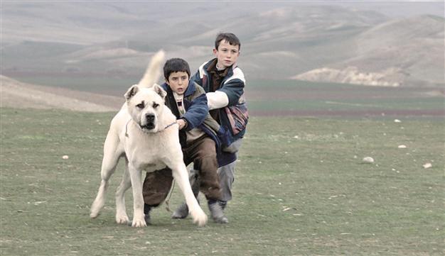 ‘Sivas’: Not your typical boy-meets-dog story