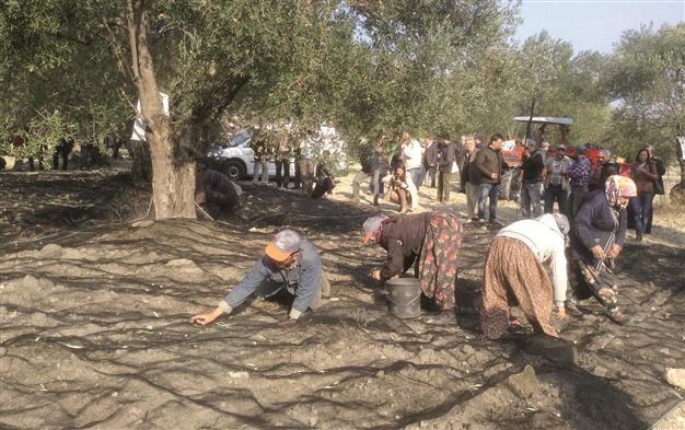Turkish olive producers set to join international networks