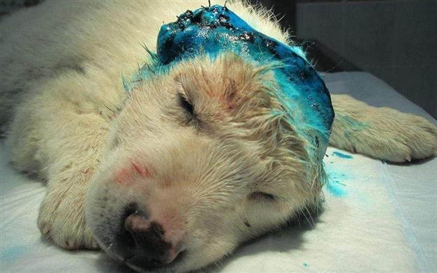 Stray puppy in Bursa saved after ears cut off