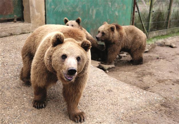 Indian summer preventing bears from hibernating