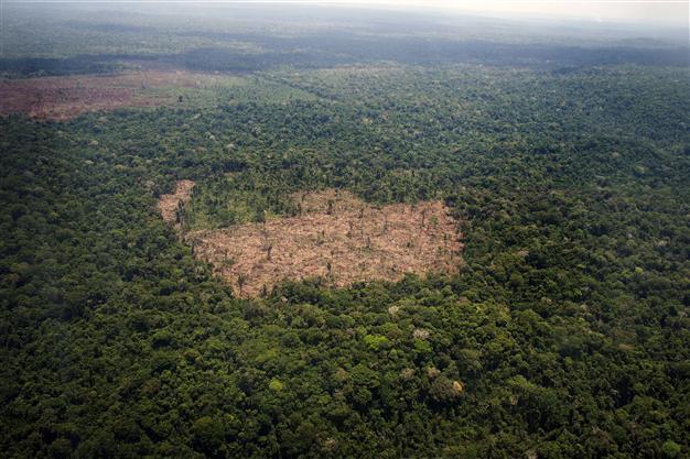 Deforestation in Brazils Amazon soars by 450 percent