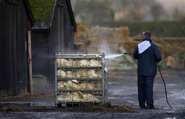 WHO braces for bird flu spread in European poultry