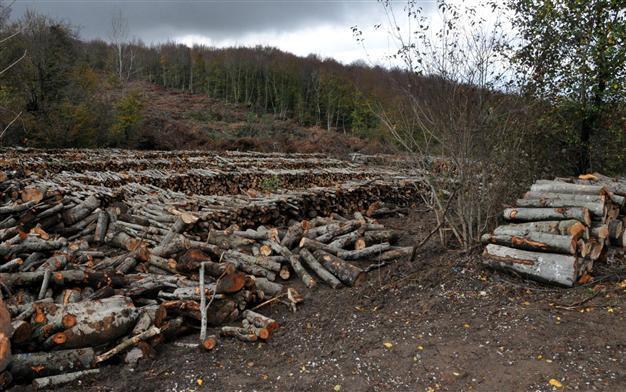 43,000 trees set to be felled near Black Sea port for new coal plant