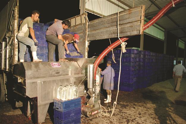 Making wine the Mürefte way in a local wine factory