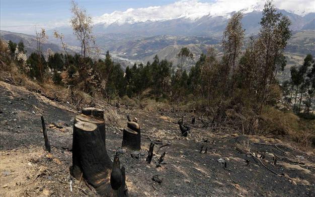 Peru says deforestation on the rise, up 80 pct from 2001