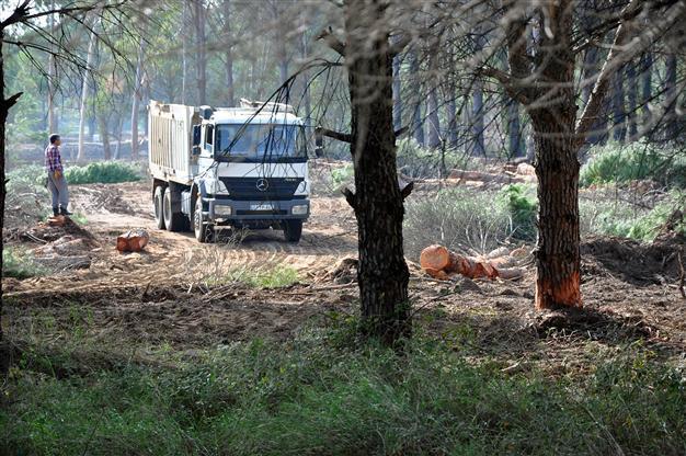 Antalya hotel begins ‘legal’ felling of trees to build golf course after loosening of restrictions
