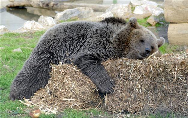 Experts bid to save northern Turkey’s brown bears with monitoring program