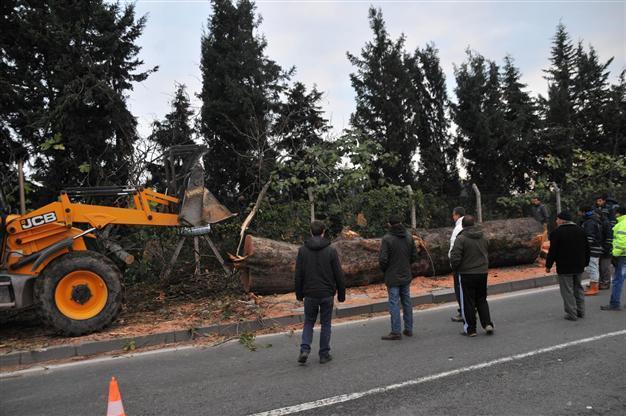 Western Turkish municipality fells trees for overpass, sends opposition into soul-searching