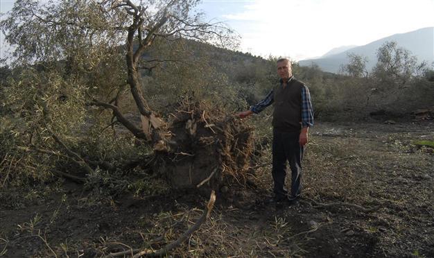 Turkish ministry orders villagers to ‘keep’ 6,000 dead olive trees felled for coal plant